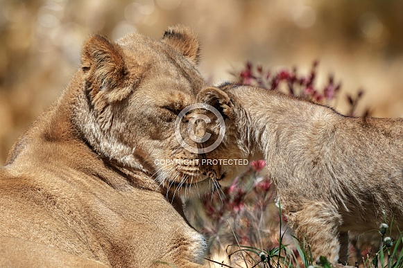 Lion Lion