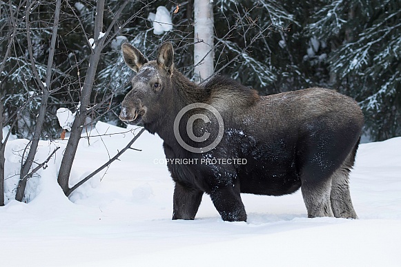 Moose Calf in Winter