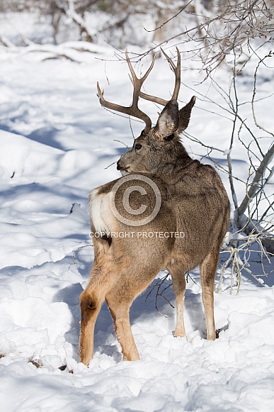 Mule deer, Odocoileus hemionus, Cervidae