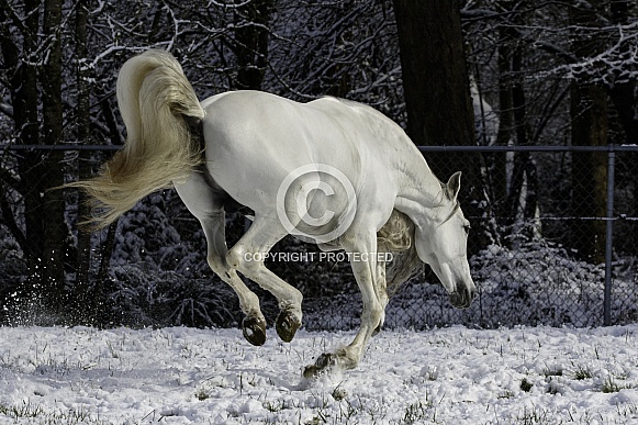 Andalusian Horse Andalusian Horse