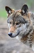 European wolf