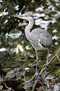 Grey heron (Ardea Cinerea)