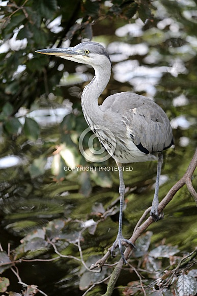 Grey heron (Ardea Cinerea) Grey heron (Ardea Cinerea)