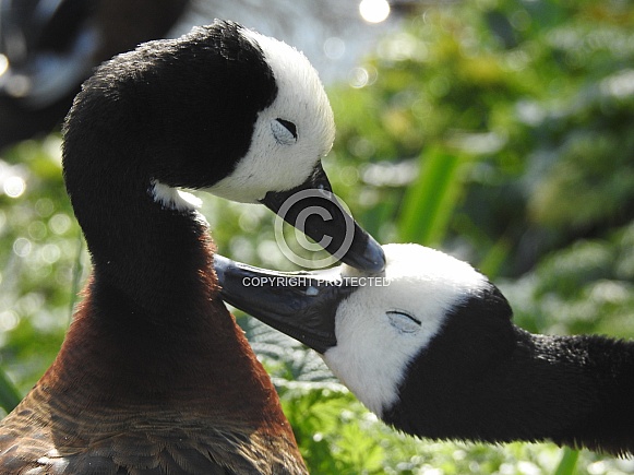 Ruddy shelducks