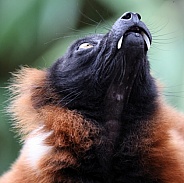 The red ruffed lemur (Varecia rubra)