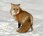 Red Fox-Wary Fox