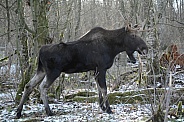 Young Bull Moose in the Snow