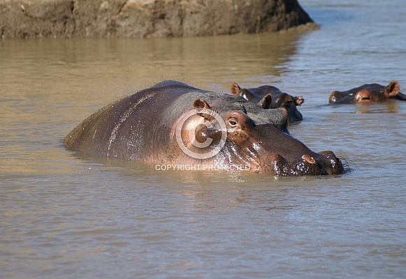 Hippos