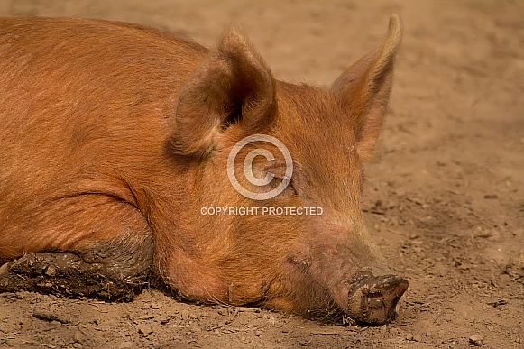 Sleeping Tamworth Pig