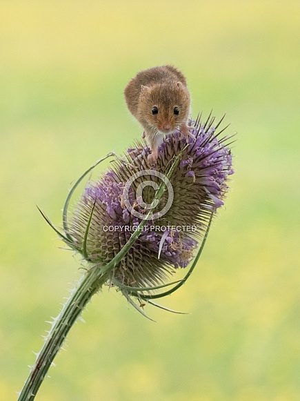 Harvest Mouse