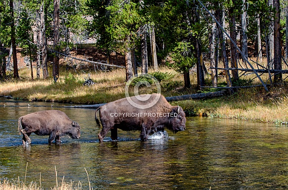 Mother Bison and Calf crossing the Nez Perce Creek