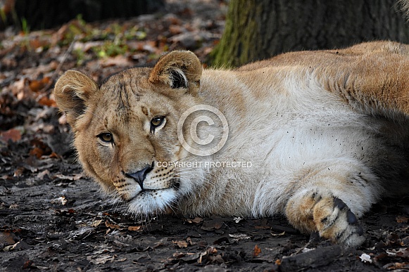 African Lion