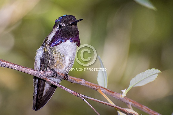 Costa's Hummingbird (Male)