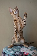 Savannah Cat