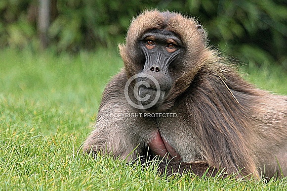 Gelada Baboon