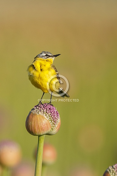 Yellow Wagtail bird Yellow Wagtail bird