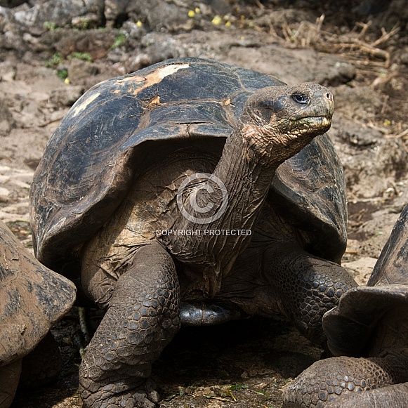 Giant Tortoise - Galapagos Islands - Ecuador