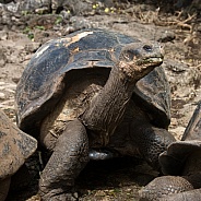 Giant Tortoise - Galapagos Islands - Ecuador