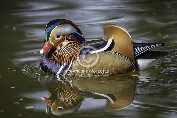 Colorful Mandarin Duck on the water