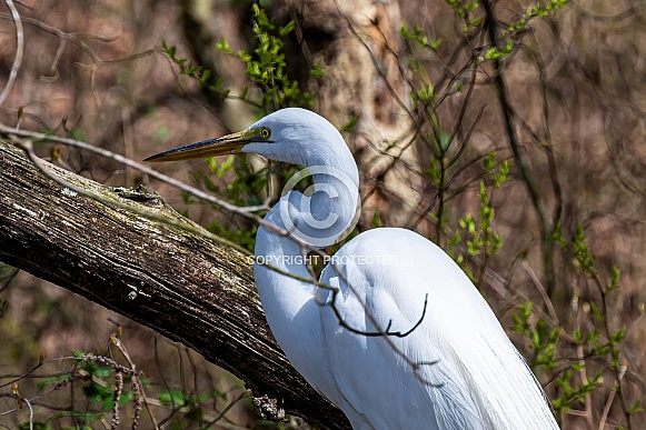 Great Blue Heron Great Blue Heron