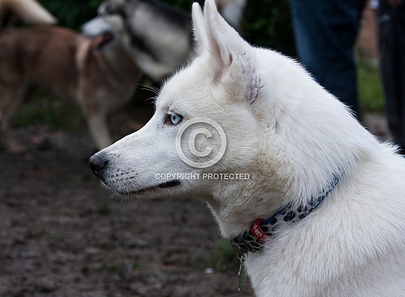 White Husky puppy White Husky puppy
