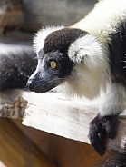 Lemur