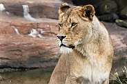 African Lioness close up