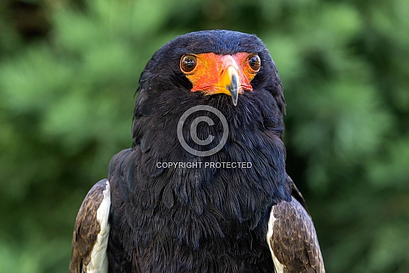 Bateleur (Terathopius ecaudatus) Bateleur (Terathopius ecaudatus)
