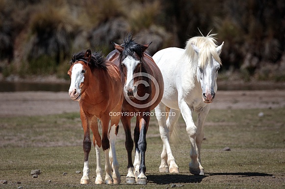 Three wild horses walking up from the water