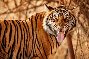 Beautiful tiger in the nature habitat. Tiger pose in amazing light. Wildlife scene with wild animal. Indian wildlife. Indian tiger. Panthera tigris tigris.