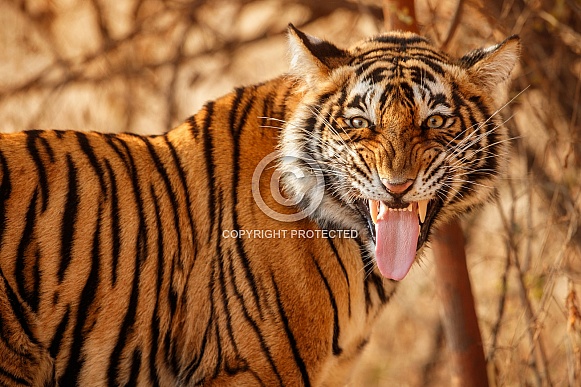 Beautiful tiger in the nature habitat. Tiger pose in amazing light. Wildlife scene with wild animal. Indian wildlife. Indian tiger. Panthera tigris tigris.