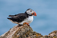 Puffin