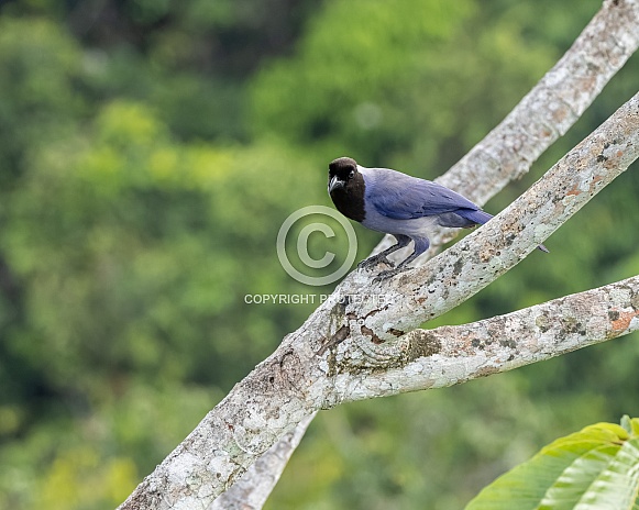 A Violaceous Jay in Ecuador