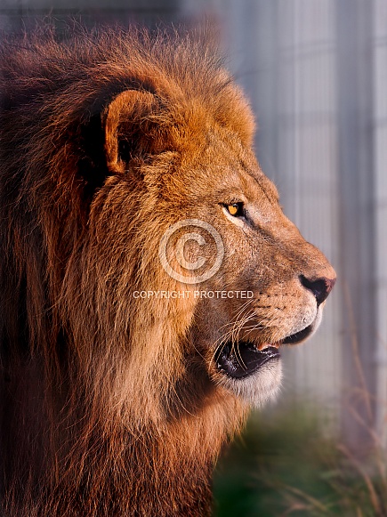 Lion