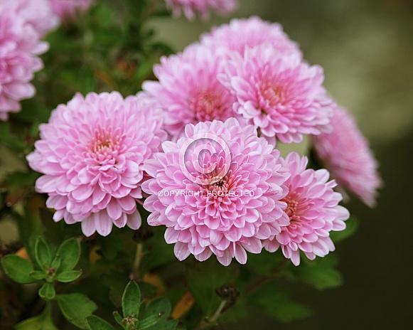 Pink Chrysanthemum Pink Chrysanthemum