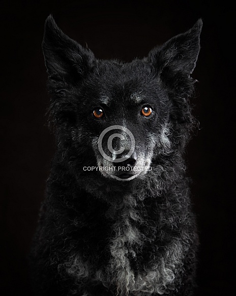 Curly-Coated Border Collie Curly-Coated Border Collie