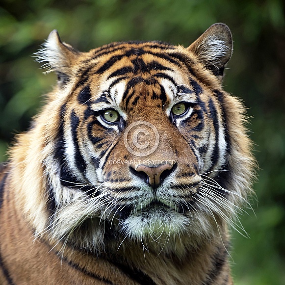 Sumatran tiger (Panthera Tigris Sumatrae) Sumatran tiger (Panthera Tigris Sumatrae)