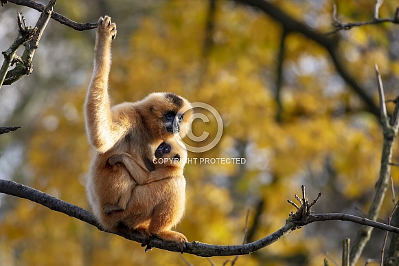 Yellow-cheeked Gibbon (Nomascus gabriellae)