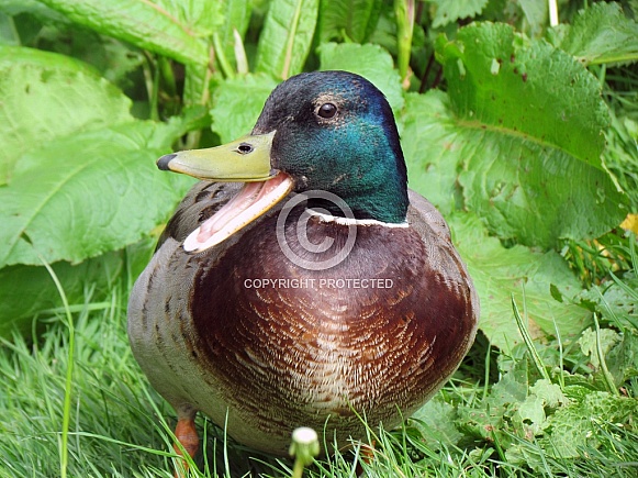 Mallard Duck