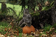 Eurasian Eagle Owl