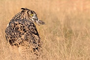 Eurasian Eagle Owl--Eurasian Eagle Owl Lunch