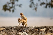 Macaque rhesus on the wall with beautiful blurry background