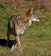 Red wolf