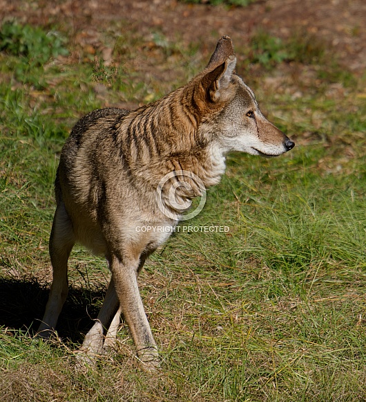 Red wolf