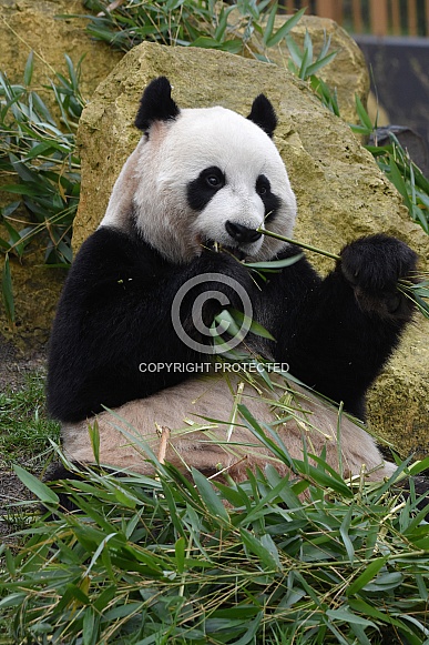Gianta Panda