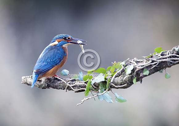 Common Kingfisher Common Kingfisher