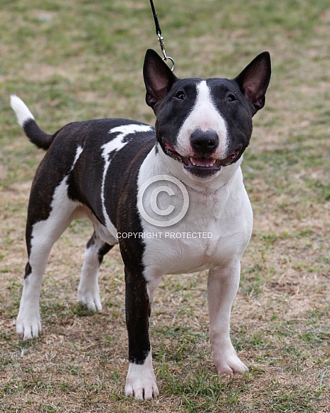 Happy mini bull terrier looking up Happy mini bull terrier looking up