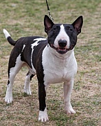 Happy mini bull terrier looking up