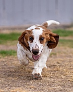 Basset hound running towards the camera