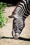 Grevy's zebra